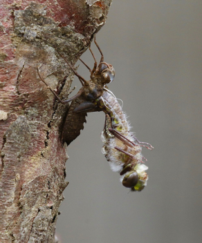 Epitheca spinosa, emergence